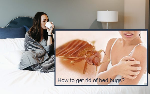 Learn symptoms, where they hide, and professional tips to get rid of bed bugs safely.